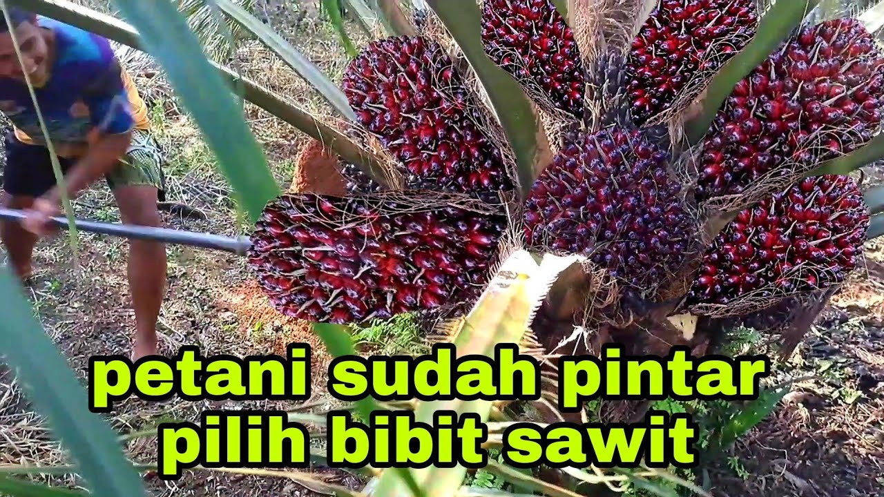 PANEN SAWIT BUAH KETIGA SAAT PALING ENAK MENDODOSNYA