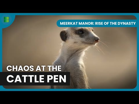 Flint S Ruthless Rise To Power Meerkat Manor Rise Of The Dynasty