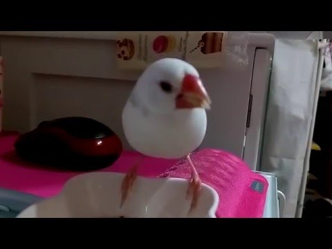 文鳥お食事中