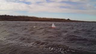 DF65  C-rig  35 knot forecast