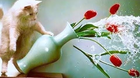 I am cat vr-aš kačiukas 9 darau jūsų užduotis