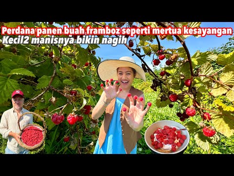 PERDANA‼️ PANEN BUAH FRAMBOS MANIS DIKEBUN LUAS NAN INDAH TAPI SENDIRIAN