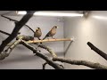 Masked grass finches | Peophila Personata | Mask finch | masked ispinozu