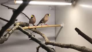 Masked Gr Finches Peophila Personata Mask Finch Masked Ispinozu