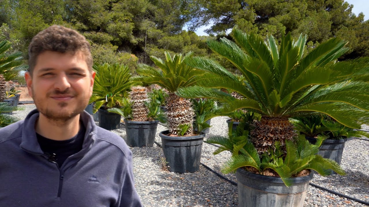 Cycas : Présentation d'une plante millénaire à l'aspect de palmier
