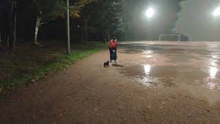 Schipperke Puppy Vince Runs in the Night Park in the Rain by Vince Schipperke 327 views 2 years ago 1 minute, 43 seconds