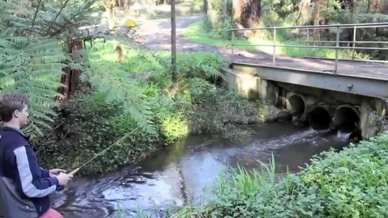 City to StreamsTrout fishing Melbourne YouTube