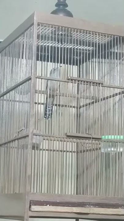 Suara tembakan kedasih