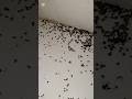 جربت أقوى منتج للقضاء على النمل الأسود نهائي ا النتيجة صدمتني  