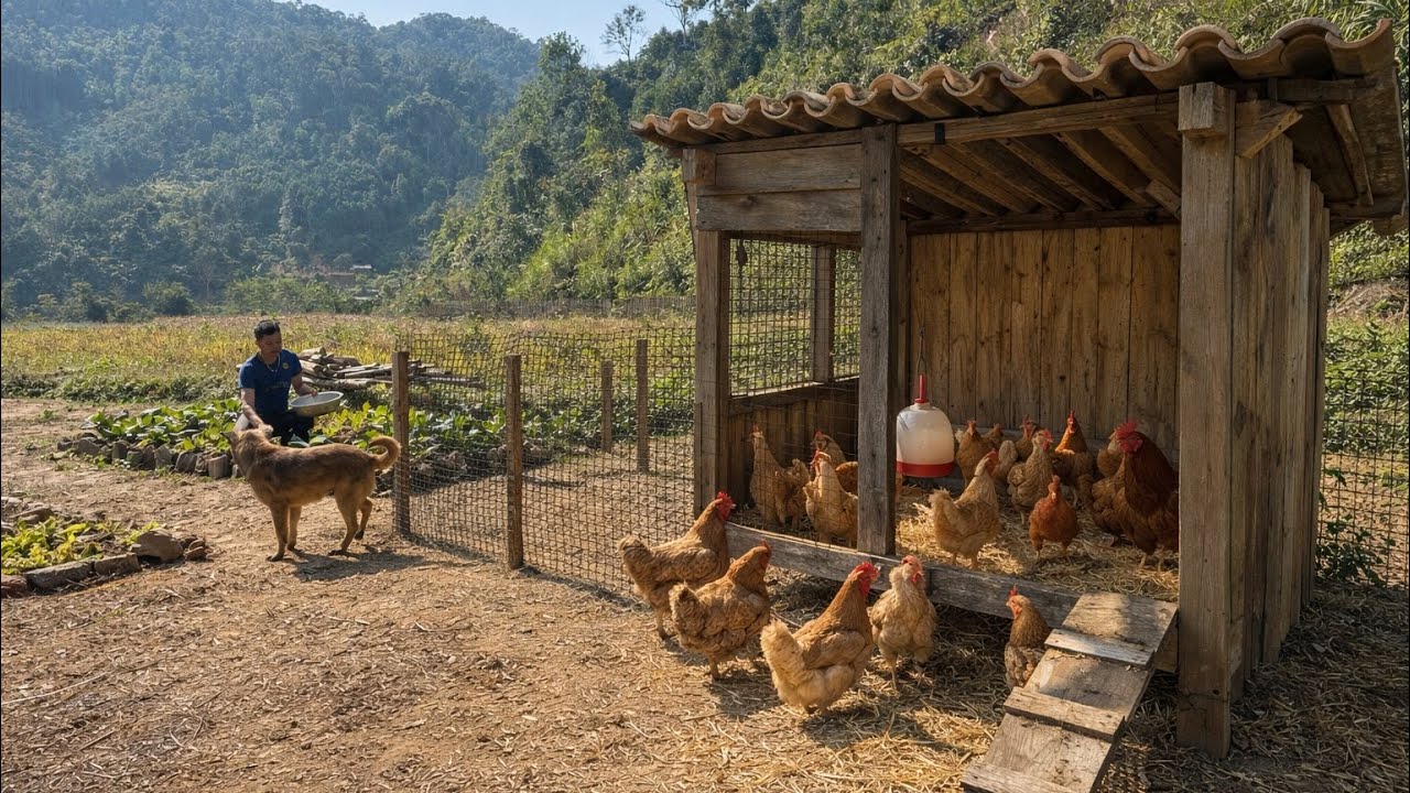 The young man left the city, built a life for himself, and started a chicken farm.
