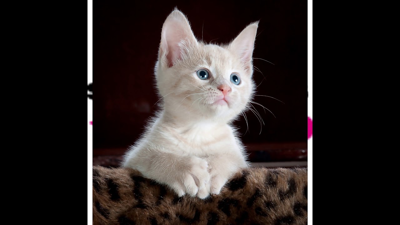 Uyku Getirici I Kedi Sesi Sleepy I Cat Sound Youtube YouTube