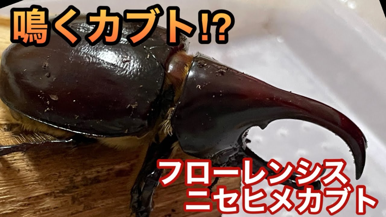 鳴くカブトムシ⁉️ フローレンシスニセヒメカブト