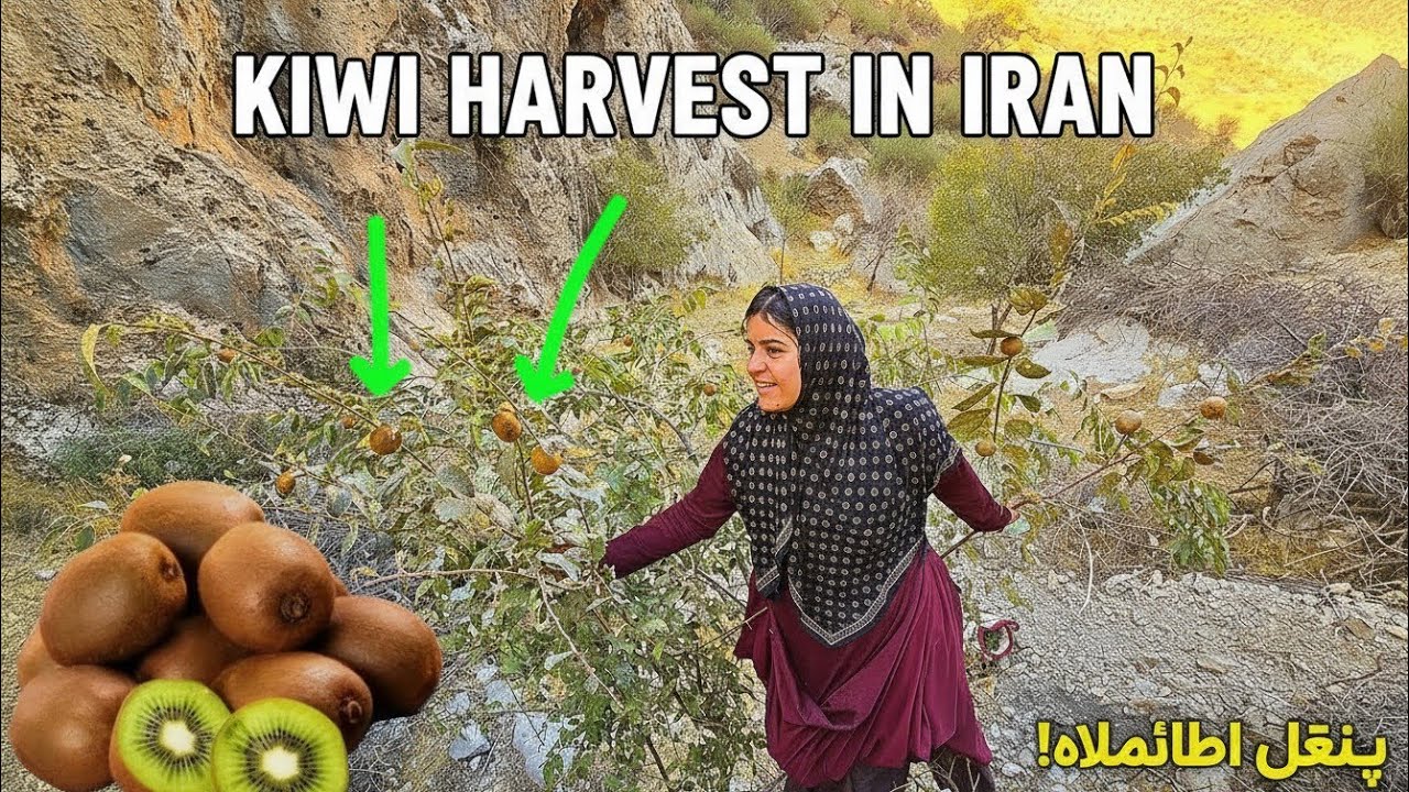 Kulthum's emotional journey 🌿💧:🏔️💦 Kulthum on an adventurous path from valleys to kiwi orchards 🥝🌳