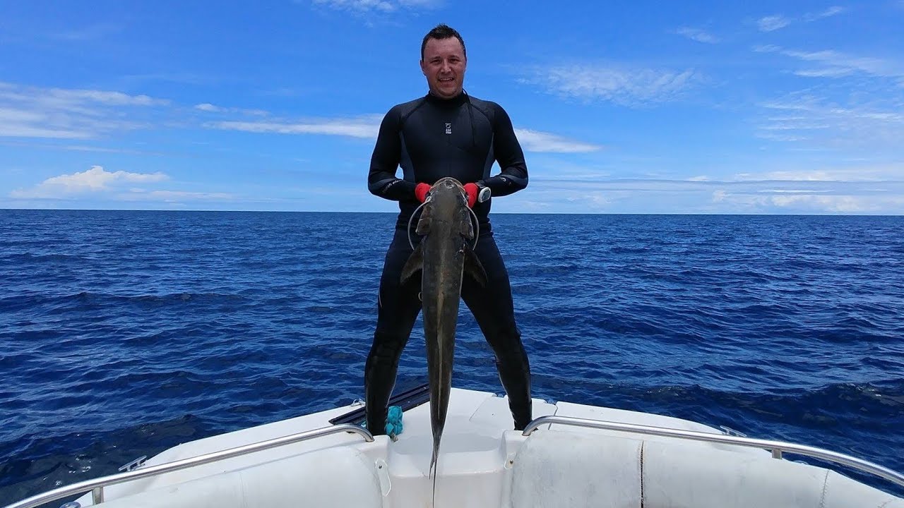 Underwater Cobia Fight