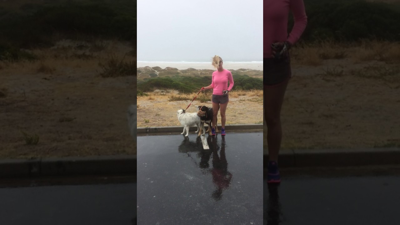 Walking the dogs at Noordhoek beach, Cape Town