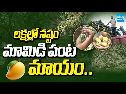 Massive Loss In Mango Crop | Farmers Seeking Support From Government | Ground Report | @SakshiTV - SAKSHITV