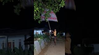 Serru Sekali Nyaplok Musang Alas funnyvidio shortsvirals foryou