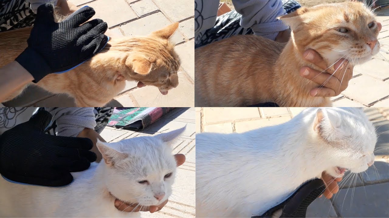 My Cats hate being brushed 😾 Angry Cats YouTube