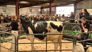 FEIZOR Premiere Holstein SALE PT 3, 'High prices', WA & A Booth 02 06 2026