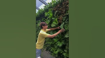 Trồng cây trên bức tường thẳng đứng?