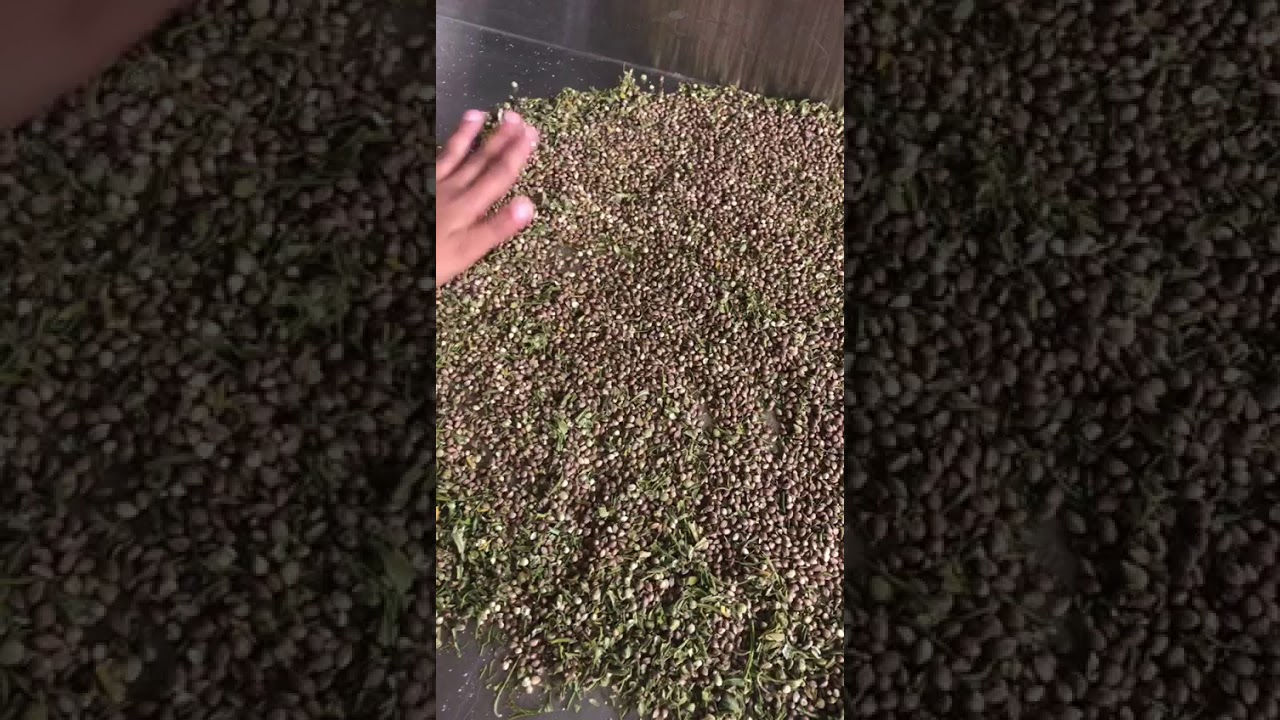 Small batch of fresh seeds just harvest @GROWERSCHOICE NETHERLANDS