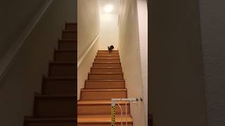 Morning Rush To Mommy