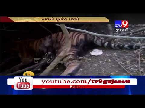 Mahisagar: Tiger seen few days back found dead in forest area- Tv9