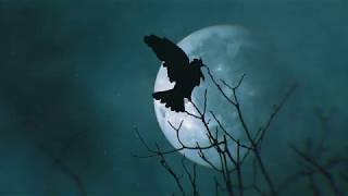 Zach Aaron - As The Crow Flies Official Music Video