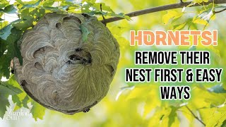 Proven Strategies: How To Get Rid Of Hornet Nest Explained in Detail