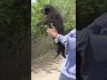 Rare black colour German shepherd puppys