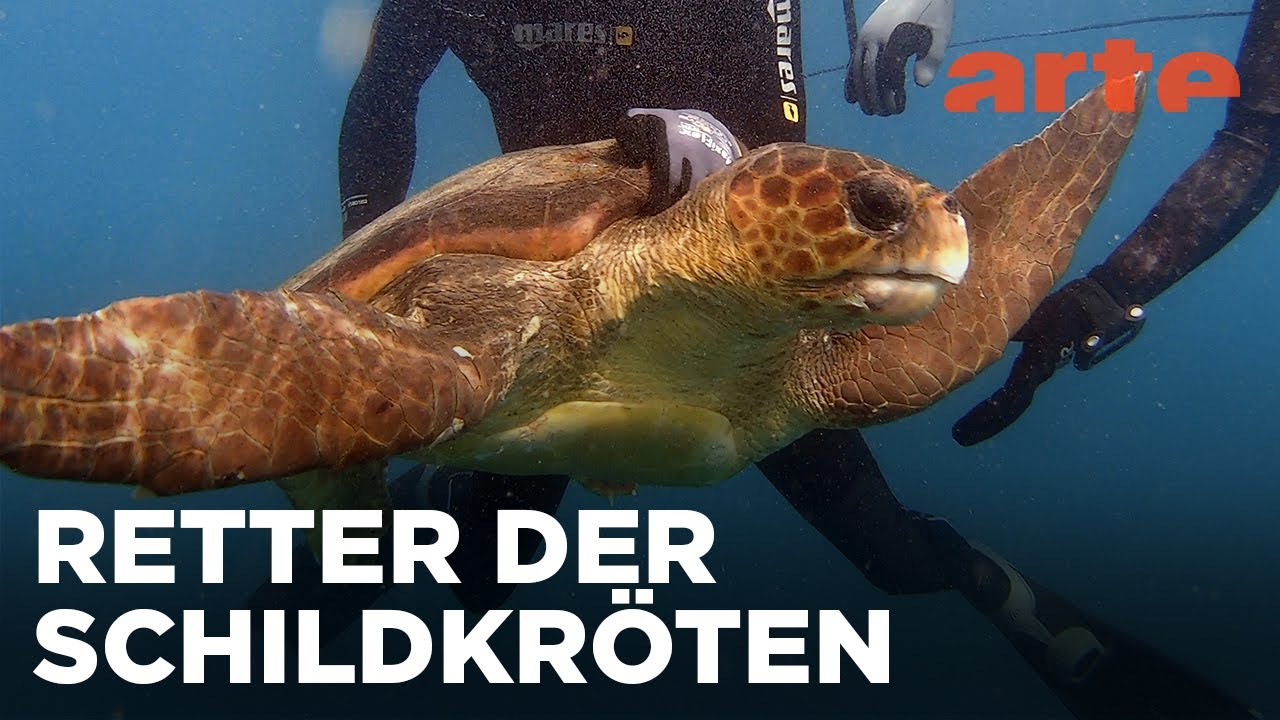 Kapverden: Zwei Hunde als Schildkrötenretter | GEO Reportage Reupload | ARTE Fernweh