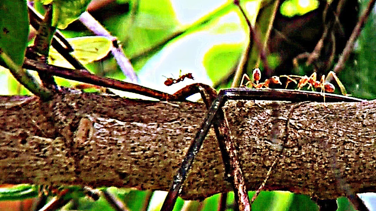 Weaver Ants Relaxing Cricket Sounds YouTube