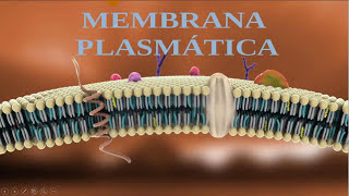 Membrana Plasmática - Estruturas,  Composição, função e características - Membrana celular