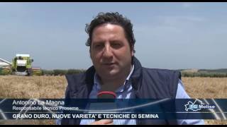 Grano duro, nuove varietà e tecniche di semina