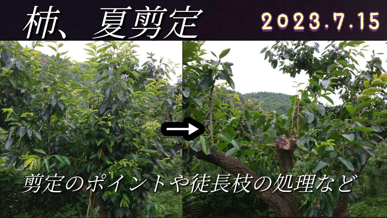 柿の木、夏剪定、徒長枝の処理 - YouTube