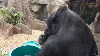 The One And Only Ivan Book Trailer