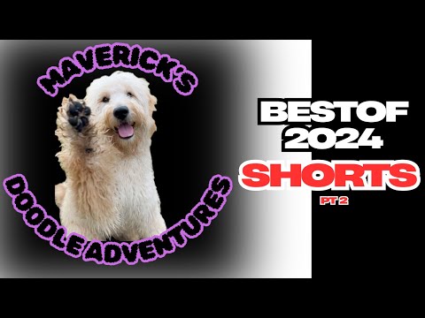The Best Shorts of Maverick's Doodles Adventures 2024!
