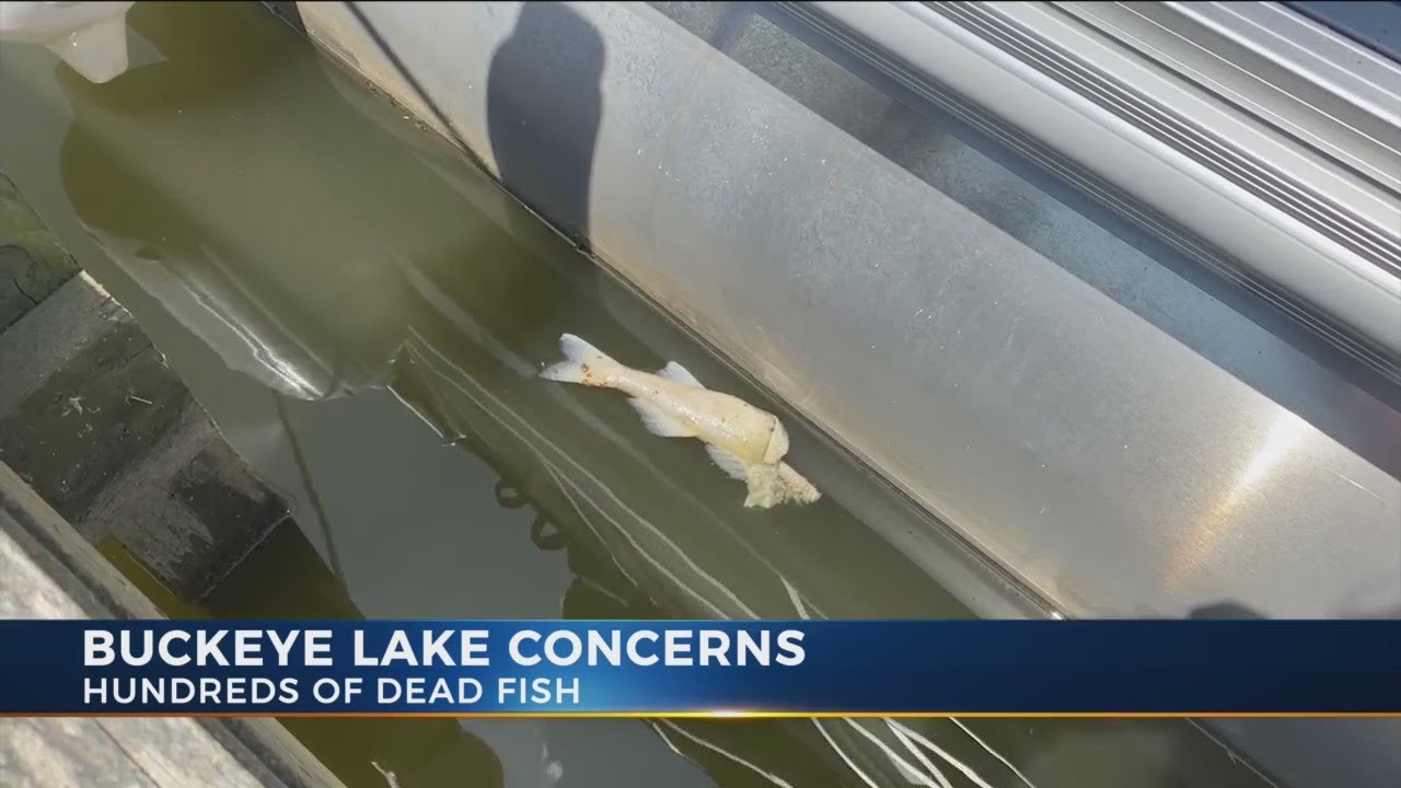 Dead fish at Buckeye Lake