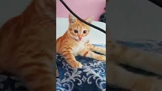 Korkunç Yavru Kedi Saldırısı Kitty Attack, Scary Pitbull-Doberman-Kangal-Cat-Kitty