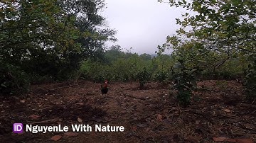 Bẫy gà rừng 13/4/2020 cái kết đẹp cho anh thợ bẫy.