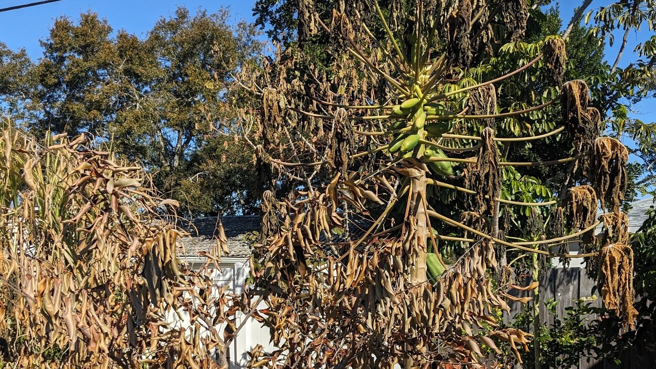 Our Central Florida Garden After Extreme Cold