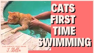 Cats’ FIRST TIME SWIMMING | Fast kitty!