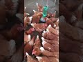 Una buena alimentación mejor producción 🥚 bamos bien gracias adiós gente
