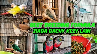 Best Breeding Formula For Parrots / Conure Breeding Tips / ziada bachy kesy lain