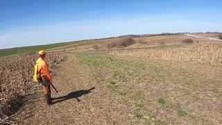 Kansas Pheasant Hunt 3/3/2024