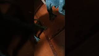 #minecraft #memes #humor #dinosaurios