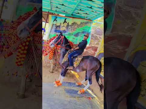 Taragarh Ajmer Sharif Hourse Riding😄.          #ajmer #hourse #taragarh #taragarhfort #ajmerstatus