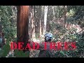 DEAD Tree Felling