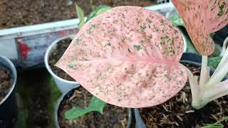 Beautiful Aglaonema Collection Aglaonema Golden Hope, Lotus