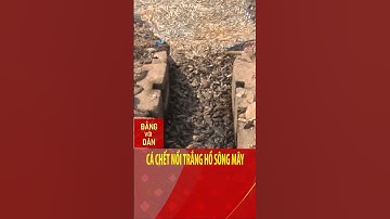 Cá chết nổi trắng hồ Sông Mây | Đảng với Dân #shorts